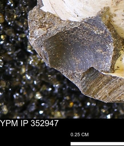 Limopsis striatopunctatus