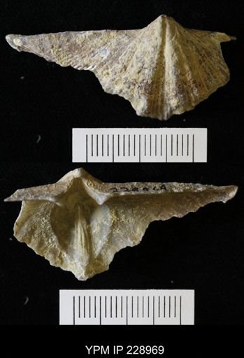 Neospirifer kansasensis