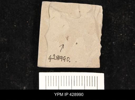 undet. Diptera