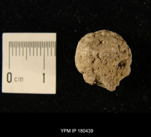 Porospongia sp.