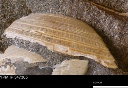 Limopsis striatopunctatus