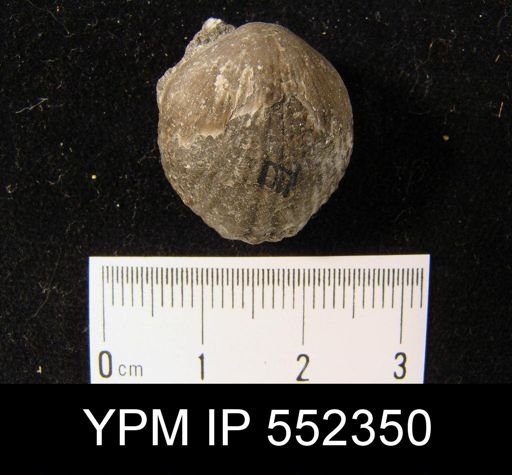 Uncinulus nucleolatus