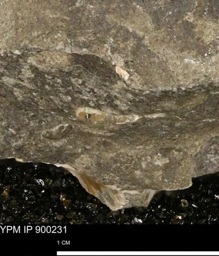 undet. Mollusca