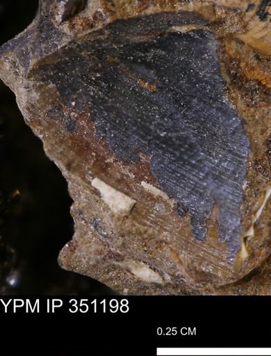 Limopsis striatopunctatus