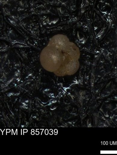 undet. Foraminiferida