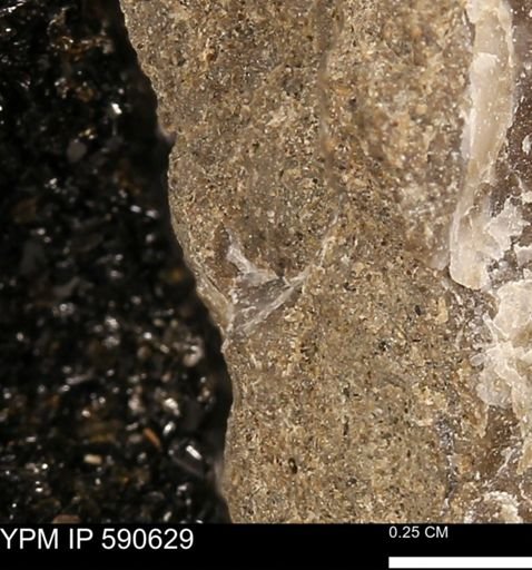 Ostrea sp.