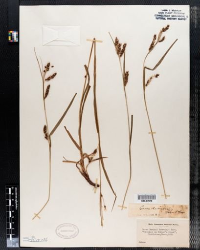 Carex davisii