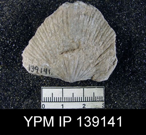 Spirifer sp.