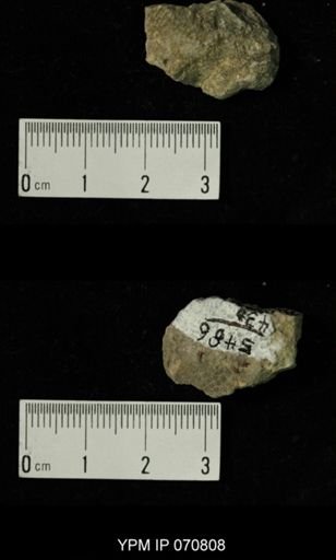 Favosites louisvillensis