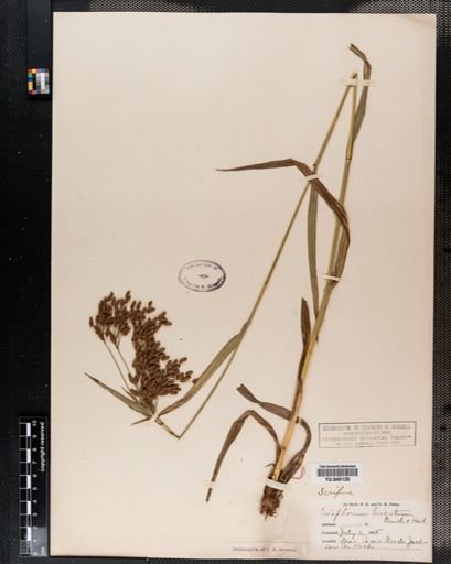 Scirpus lineatus
