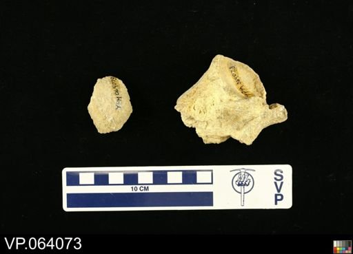 undet. Mosasauridae