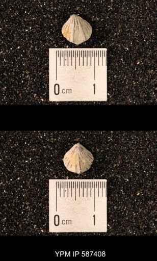 Camarotoechia whitei