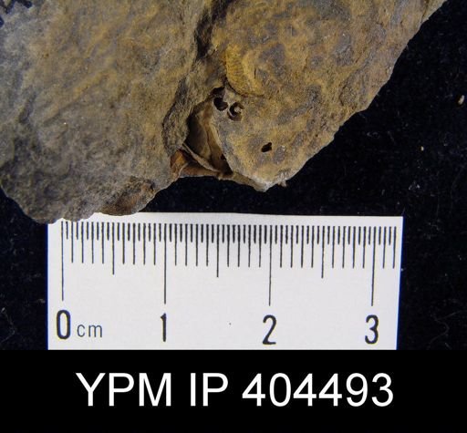 Cyrtina sp.