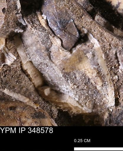 undet. Bivalvia