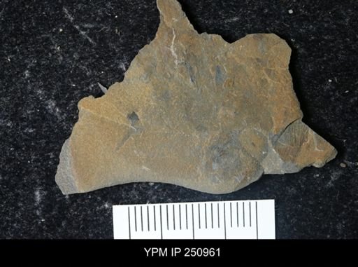 Eurypterus pittsfordensis
