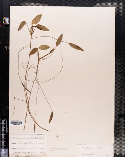 Potamogeton oakesianus