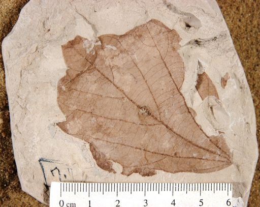 Alangium aequalifolium
