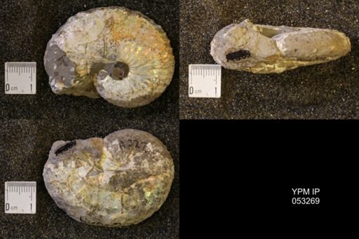 Discoscaphites conradi