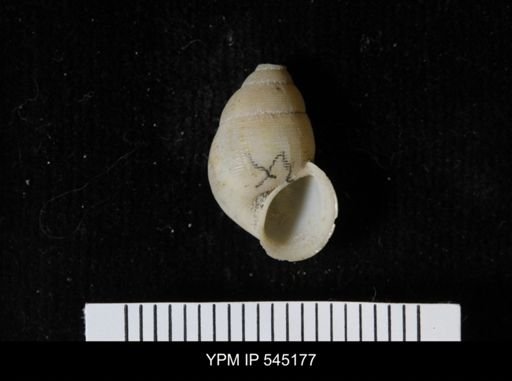 Chondropoma sp.