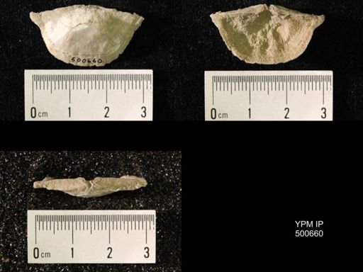 Chonetes granulifer meekanus
