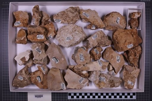 mixed taxa, stratigraphic collection