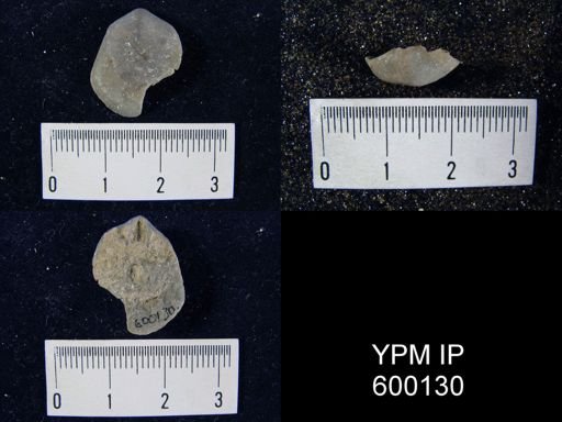 undet. Dielasmatoidea