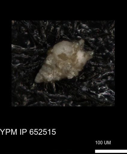 undet. Foraminiferida