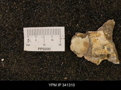 Inoceramus sp.