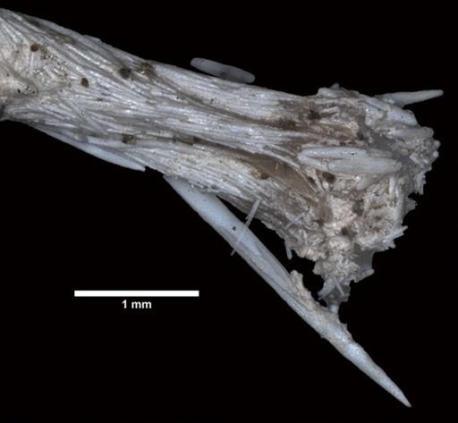 Acanella pourtalesii