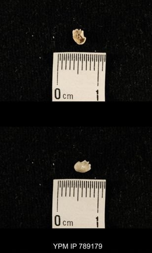 undet. Brachiopoda