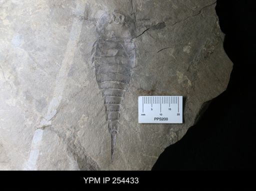Erieopterus sp.