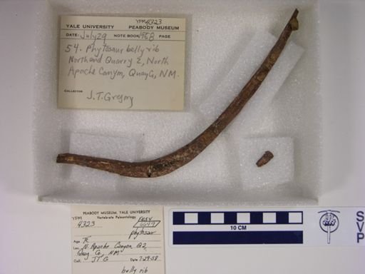 Parasuchidae