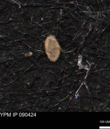 Spirolocammina planula