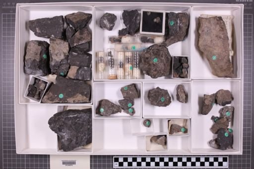 mixed taxa, stratigraphic collection