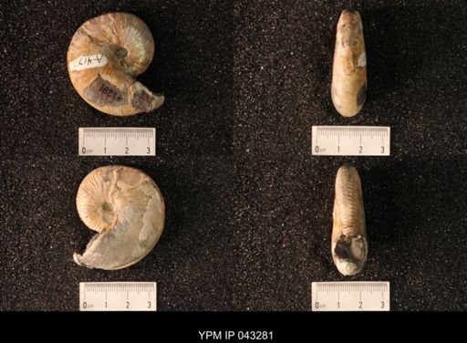Hoploscaphites nicolletii