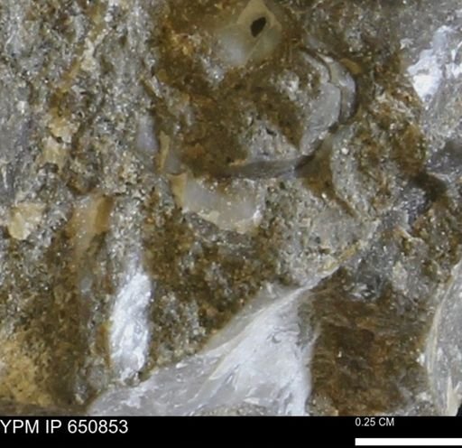 undet. Bivalvia