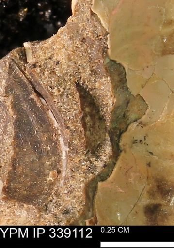 undet. Bivalvia