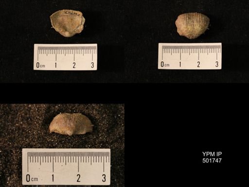 Marginifera lasallensis