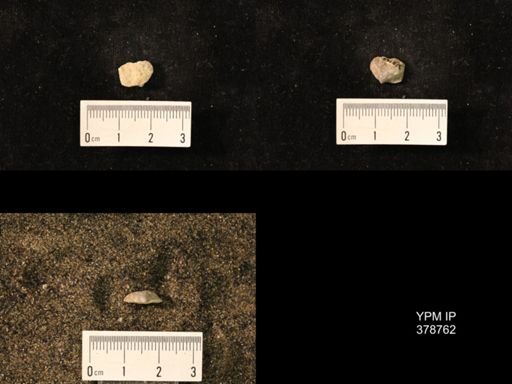 Marginifera wabashensis