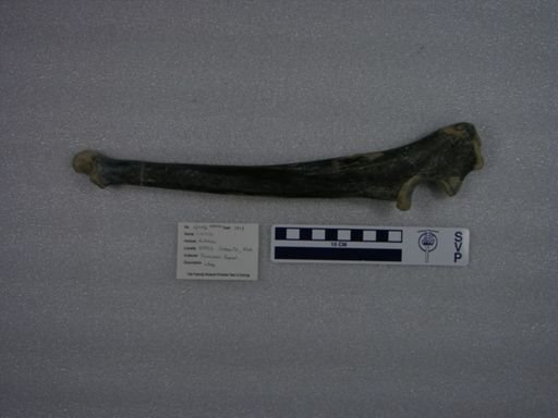 Canidae