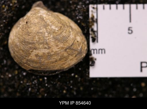 Limopsis striatopunctatus