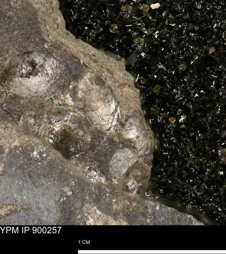 Anomia gryphorhyncha