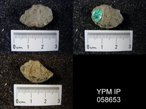 Delthyris perlamellosa