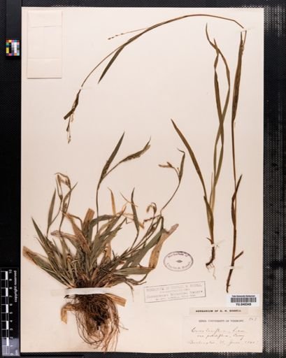 Carex laxiflora