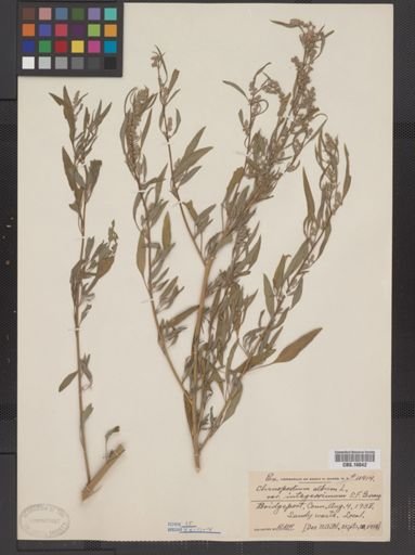 Chenopodium album