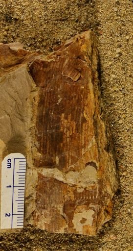 Calamites sp.