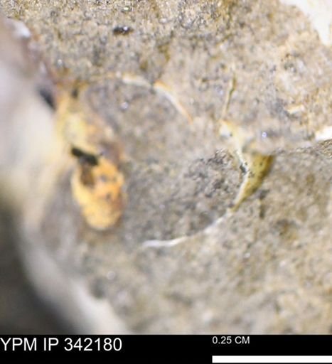 undet. Mollusca