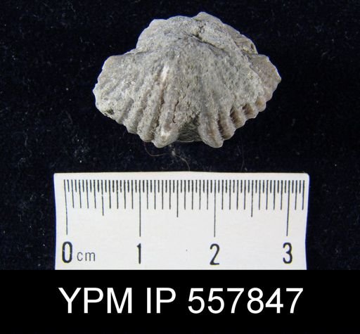 undet. Delthyridoidea