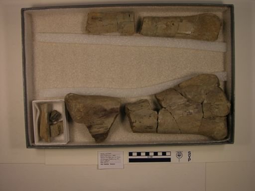 Hadrosauridae