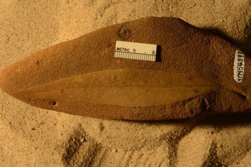 Angiospermopsida